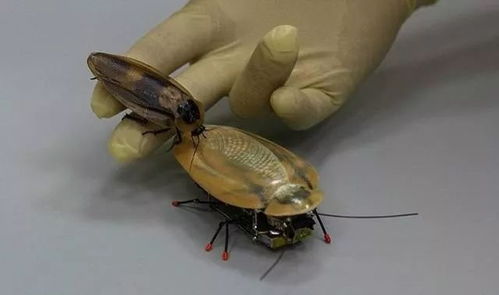 专家揭秘,灶王爷的原型竟可能是蟑螂? 专家揭秘,灶王爷的原型竟可能是蟑螂?