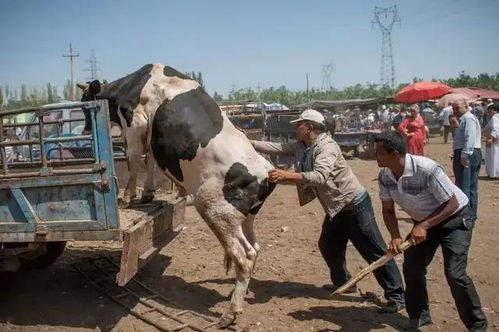 卖牛途中，牛的神秘下跪