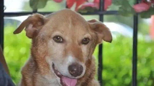 小孩哥与狗狗的欢乐互动，作业的命运与藏不住的笑容