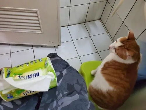 主人离家九日,猫咪遭遇水淹厕所,欠费五百三十九元——一次家庭生活的意外考验 主人离家九日,猫咪遭遇水淹厕所,欠费五百三十九元——一次家庭生活的意外考验