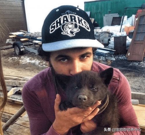 网购恶犬，小袜子里的巨兽