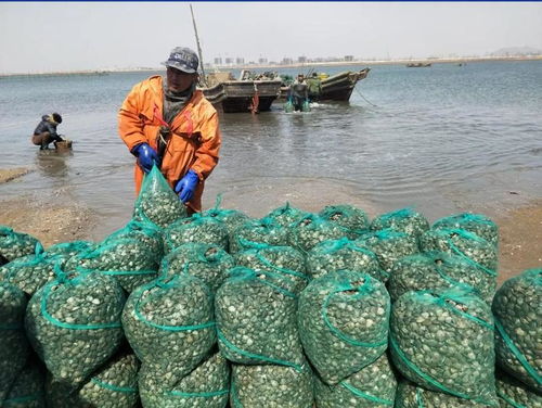 潍坊海面奇观,冻住大量梭鱼,收获无尽 潍坊海面奇观,冻住大量梭鱼,收获无尽
